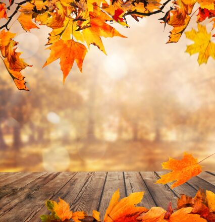 Point sur les marchés et la stratégie dinvestissement novembre2025