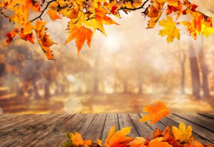 Point sur les marchés et la stratégie dinvestissement novembre2025